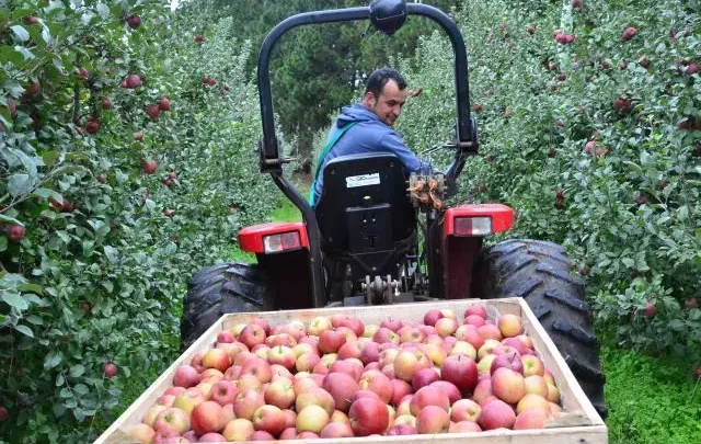 Impacto climático: produção de maçã em SC cai 24%