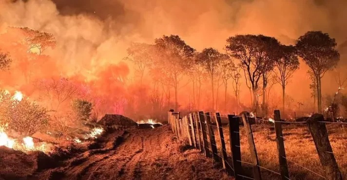 Incêndios transformam Pantanal em cemitério de animais a céu aberto