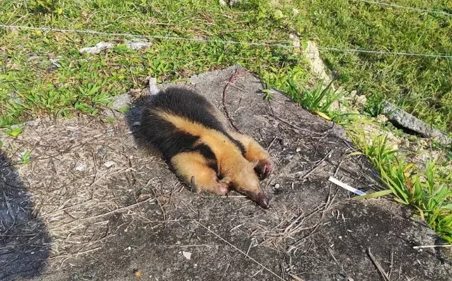 Bombeiros resgatam tamanduá-mirim ferido gravemente em SC