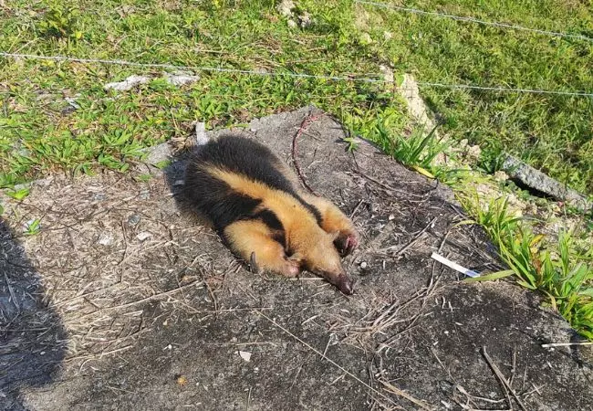 Bombeiros resgatam tamanduá-mirim ferido gravemente em SC