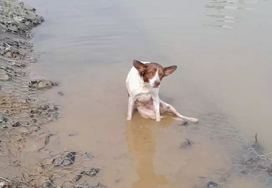 Cachorro ferido é resgatado às margens de rio em SC