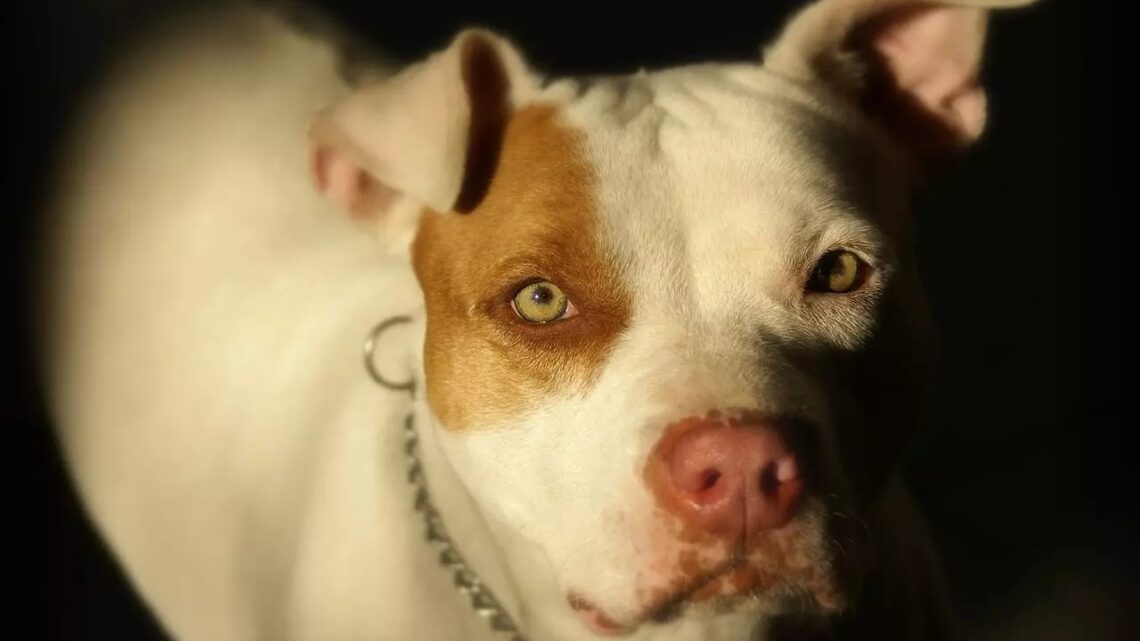 Projeto de lei em SC propõe esterilização obrigatória e regras rigorosas para raça Pitbull