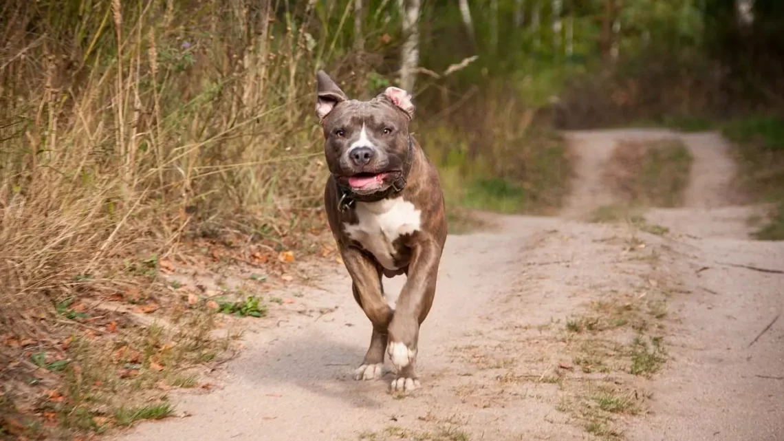 Pitbull ataca criança de três anos em praça de SC; mordidas no rosto e pescoço