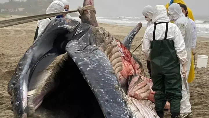 FOTOS: baleia com mais de 8 metros morre após encalhar em praia de SC
