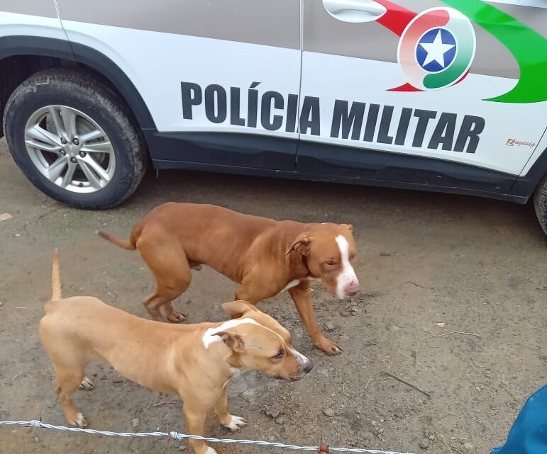 Cães Pitbull matam 21 galinhas e ferem outro cachorro após dono deixar eles soltos