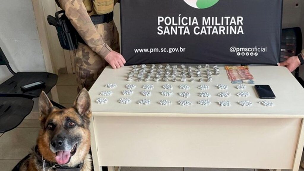 Cão de faro encontra crack e maconha durante prisão em Chapecó