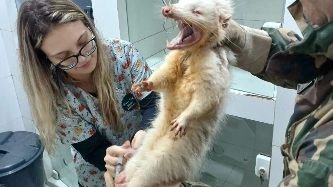 Gambá albino é resgatado em município do Oeste