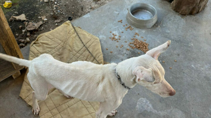 Delegacia de Proteção Animal de Joinville prende homem pela prática de maus-tratos a dois cães