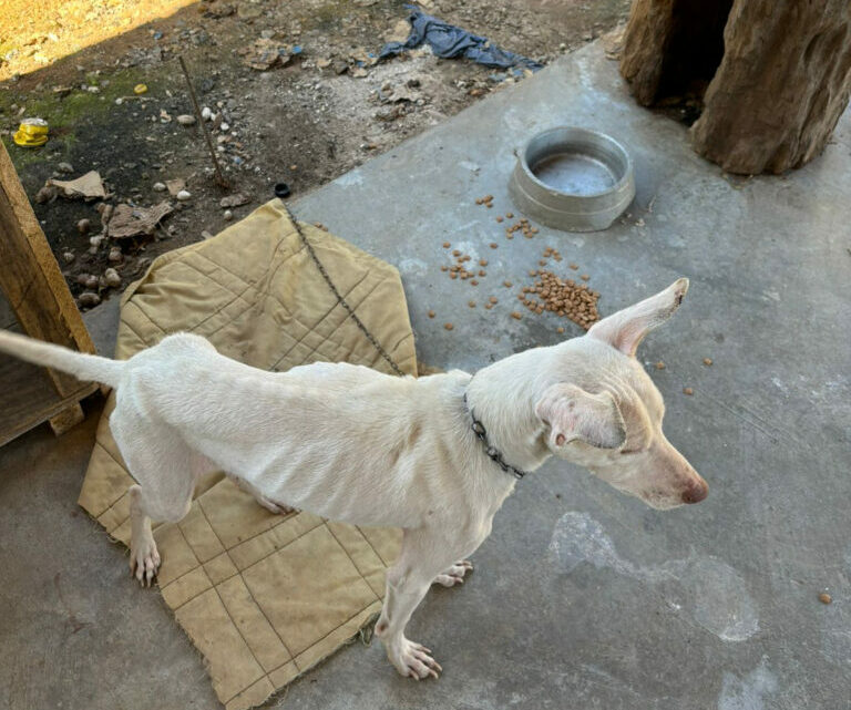 Delegacia de Proteção Animal de Joinville prende homem pela prática de maus-tratos a dois cães