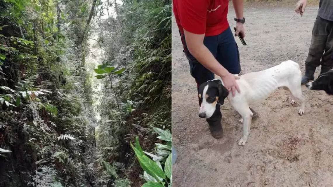 Nasceu de novo! cachorro sobrevive após cair de 30 metros de altura em SC