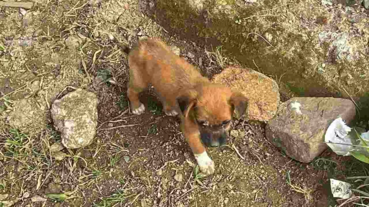 Caso de maus-tratos: filhote com doença severa é resgatado ao lado de cão morto em SC