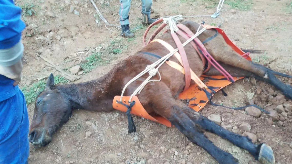 Cavalo é resgatado com trator após cair de ribanceira no Oeste