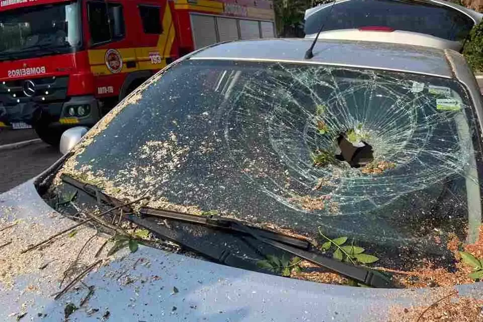 Queda de árvore em via pública danifica carro em SC