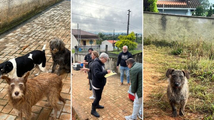 Cães mortos da fome motivam operação em Indaial e enredo cruel choca até a polícia