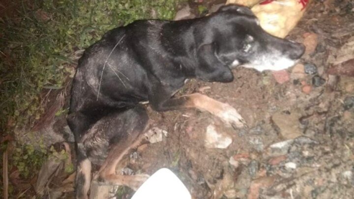 Policiais Militares resgatam cachorro encontrado em vala em SC