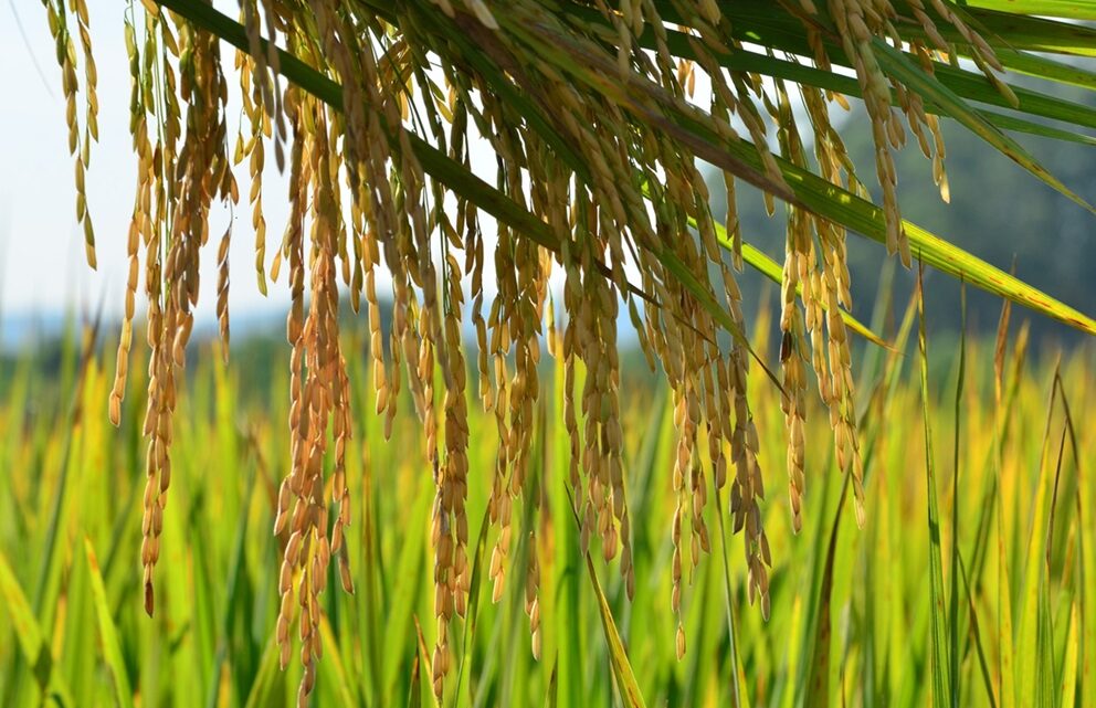 IBGE aponta crescimento de 17,5% na produção de cereais, leguminosas e oleaginosas catarinenses em 2023