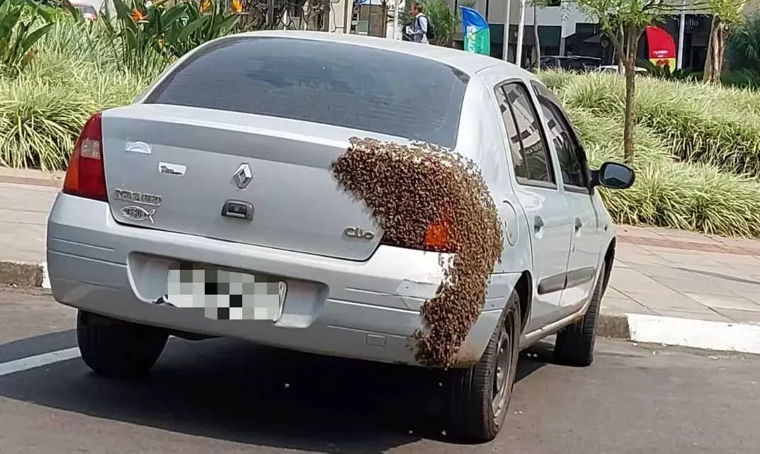 Enxame de abelhas pousa em carro no Centro de Lages e mobiliza equipes de emergência