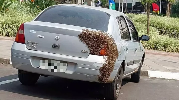 Enxame de abelhas pousa em carro no Centro de Lages e mobiliza equipes de emergência