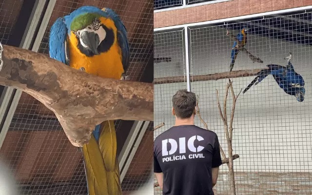 Homem que mantinha aves ameaçadas de extinção é preso após apresentar documentos falsos em SC