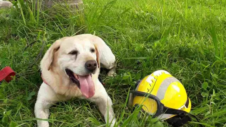 Ice, o primeiro cão guarda-vidas do Brasil, morre em SC