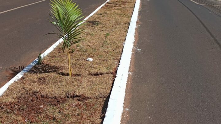 Superintendência plantou 47 palmeiras em loteamento do bairro Efapi