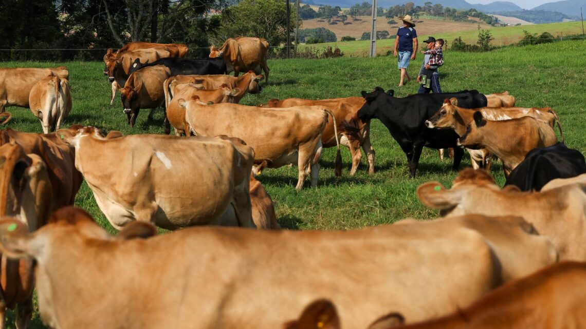 Santa Catarina registra aumento na produção de leite e ovos em 2023