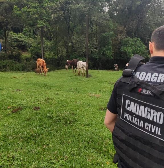 Caoagro da PCSC e Cidasc apuram denúncias de maus-tratos de bovinos em Maravilha