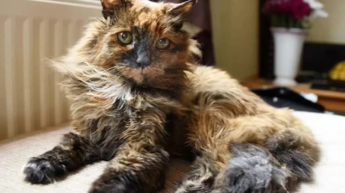 Gata de 33 anos, considerada a mais velha do mundo, morre em Norwich