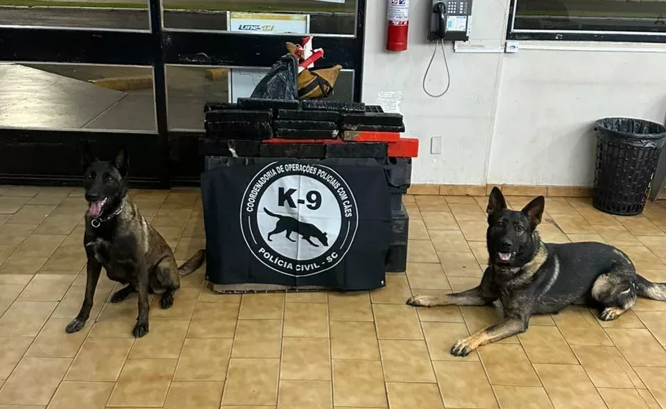 Cães farejadores encontram 26 kg de maconha em ônibus na Rodoviária de Xanxerê