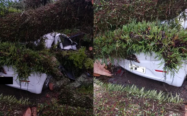 Carros ficam destruídos após árvore centenária cair sobre eles no Alto Vale