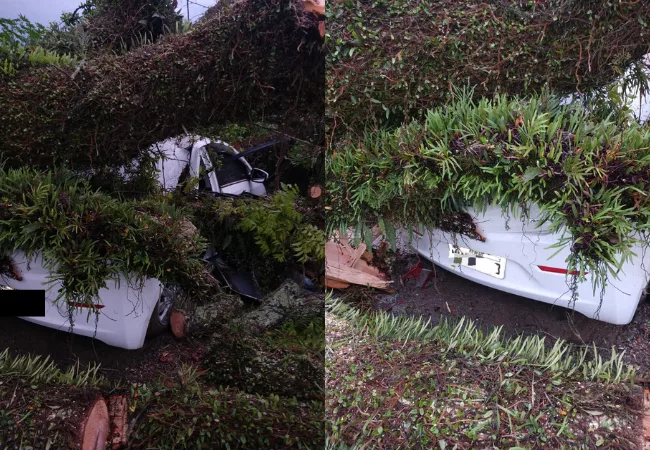 Carros ficam destruídos após árvore centenária cair sobre eles no Alto Vale