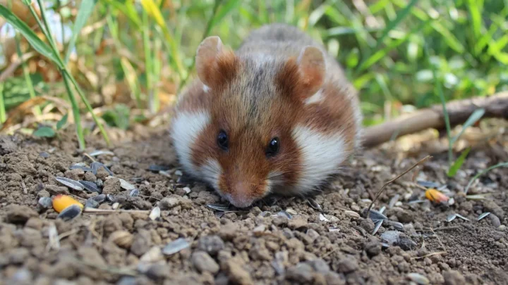 Mulher morre após ser mordida por hamster de estimação