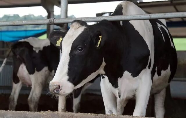 Santa Catarina se destaca na produção de leite e ovos segundo dados do IBGE