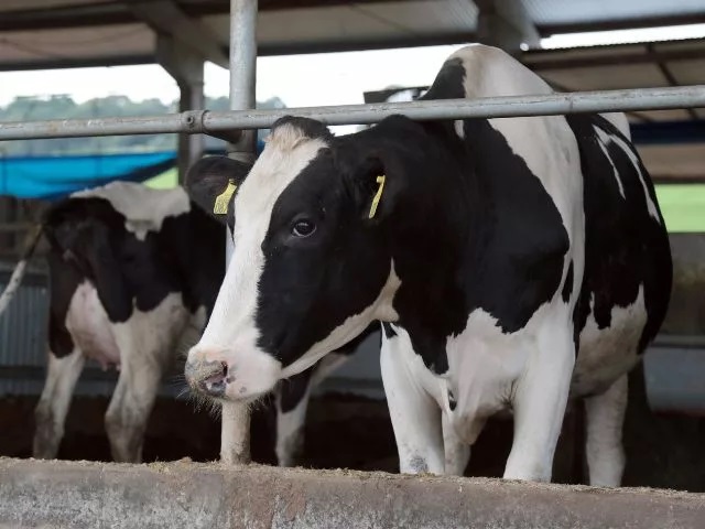 Santa Catarina se destaca na produção de leite e ovos segundo dados do IBGE