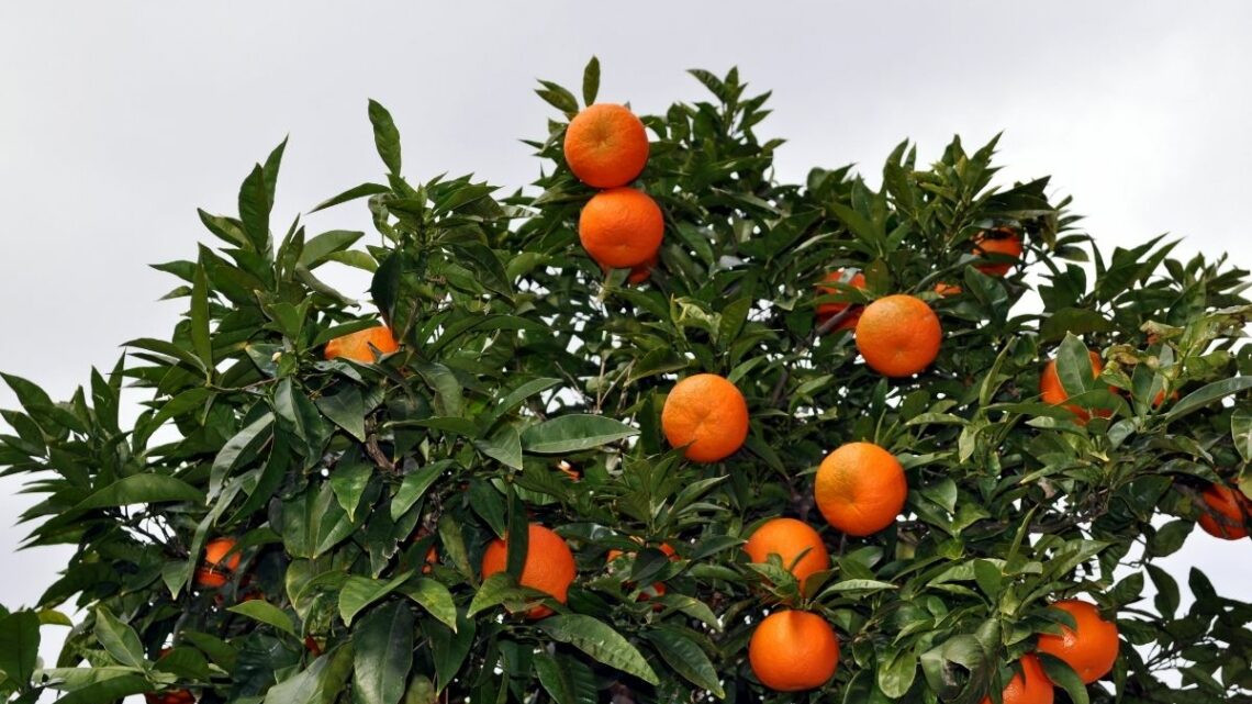 Vereador pede plantio de árvores frutíferas em parques de Chapecó