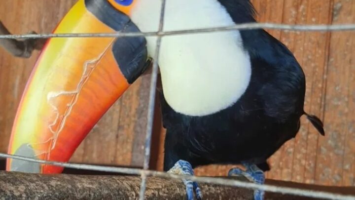 Operação em Florianópolis apreende 59 aves silvestres