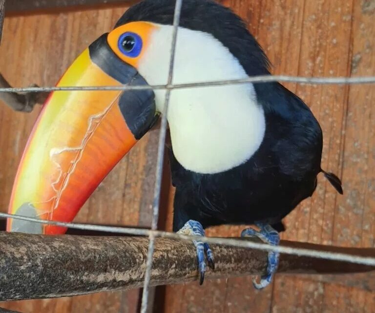 Operação em Florianópolis apreende 59 aves silvestres