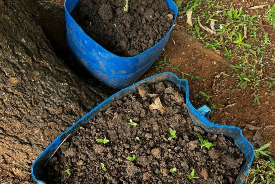 Cacique denuncia cultivo de maconha em aldeia indígena em Chapecó