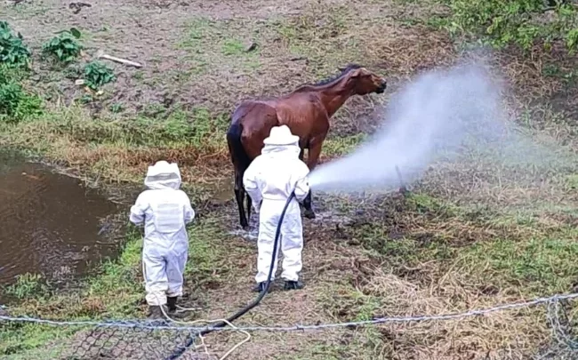 Égua é salva de ataque de enxame de abelhas em Gaspar