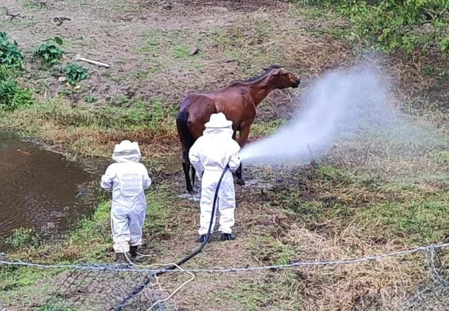 Égua é salva de ataque de enxame de abelhas em Gaspar