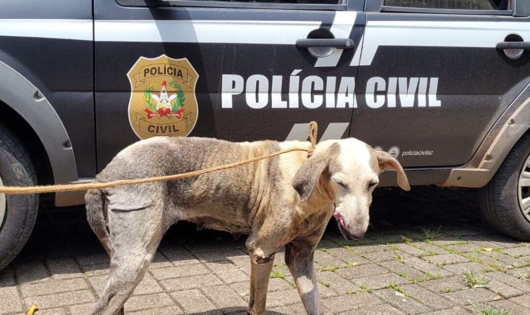 Polícia Civil resgata cachorro em situação de maus-tratos em Mondaí