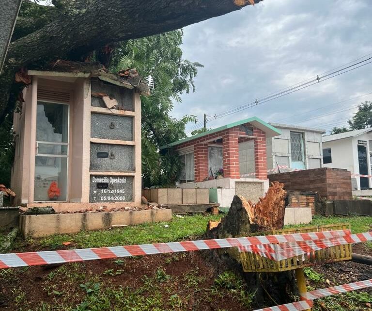 Temporal derruba árvore de 20 metros em cemitério em Chapecó