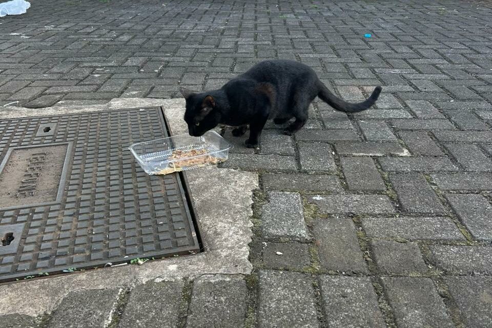 Dezembro Verde: mês de conscientização contra o abandono de animais