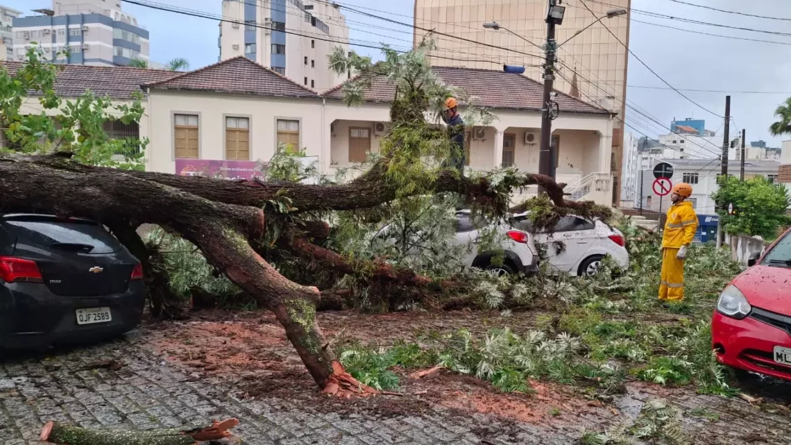 Árvore cai e danifica carros no Centro de Florianópolis; veja as imagens