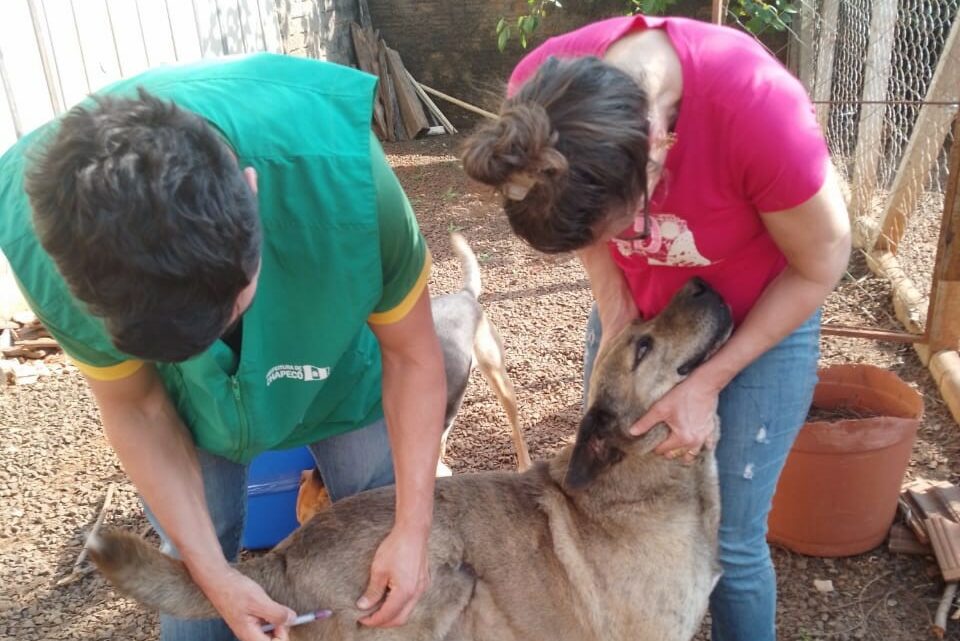 NAPA realiza mutirão de vacinação em cães e gatos de comunidades chapecoense