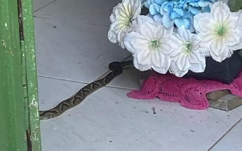 Cobras são encontradas em altar de igreja em SC