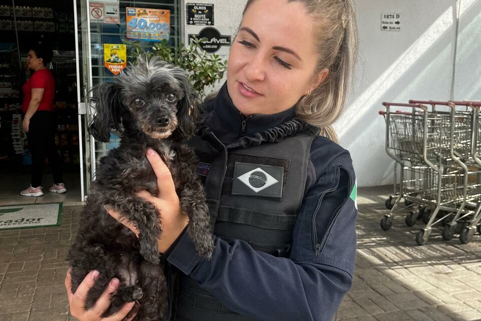 Guarda Municipal localiza cachorro que havia sido furtado, após abordar masculino com veículo furtado