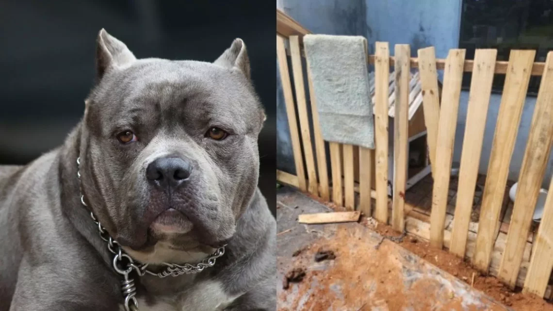 Pit bull ‘furioso’ é morto após atacar pessoas em cidade de SC