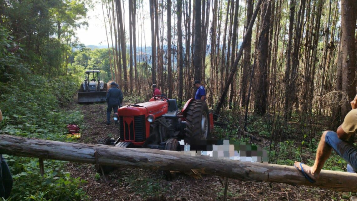 Árvore cai e mata idoso em pequena cidade de SC