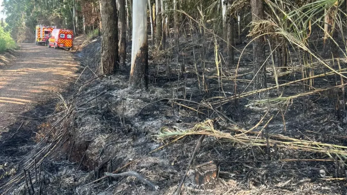 Incêndio atinge vegetação às margens de estrada no Oeste de SC